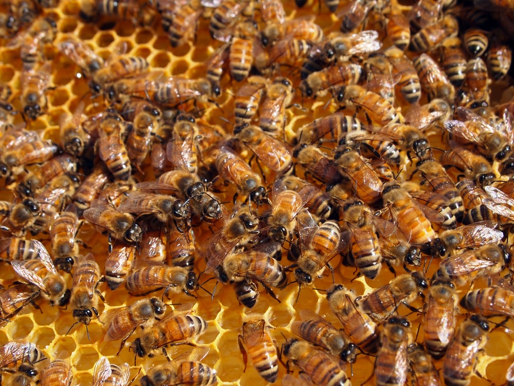 Почему пчела умирает сразу после того, как ужалит?