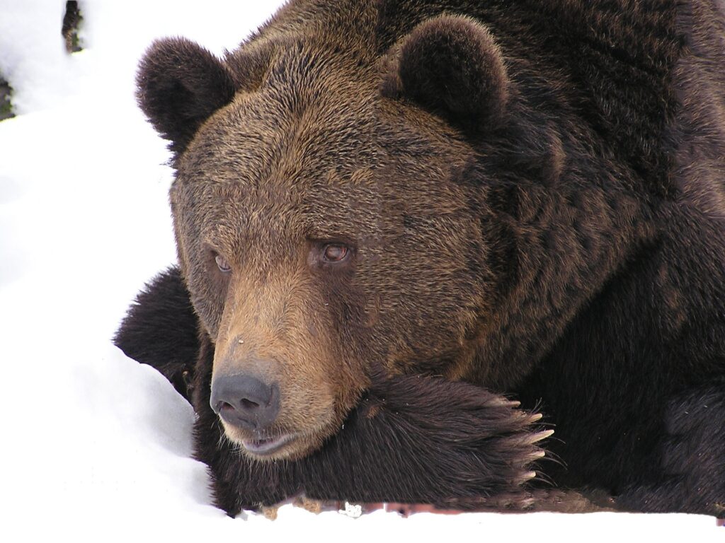 Полусонные медведи бродят по Сибири, выйдя из спячки из-за слишком теплого климата
