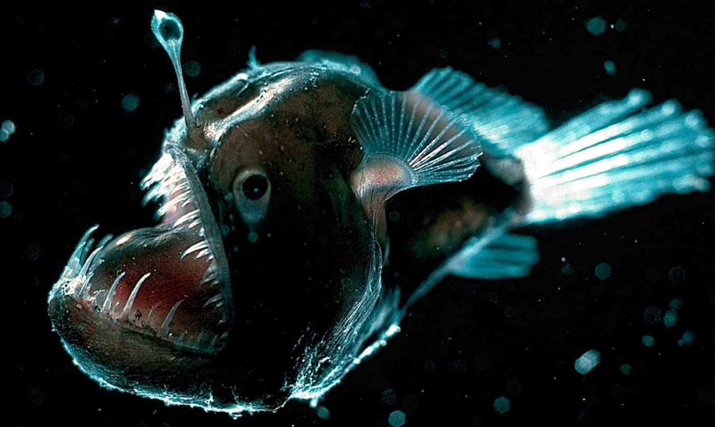 рыбы марианской впадины фото