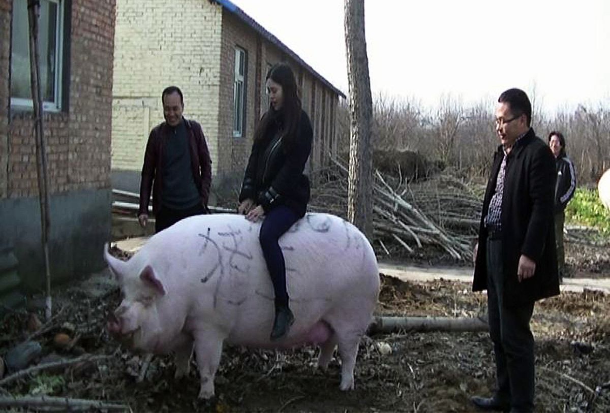 В Китае свинью раскормили до 500 кг