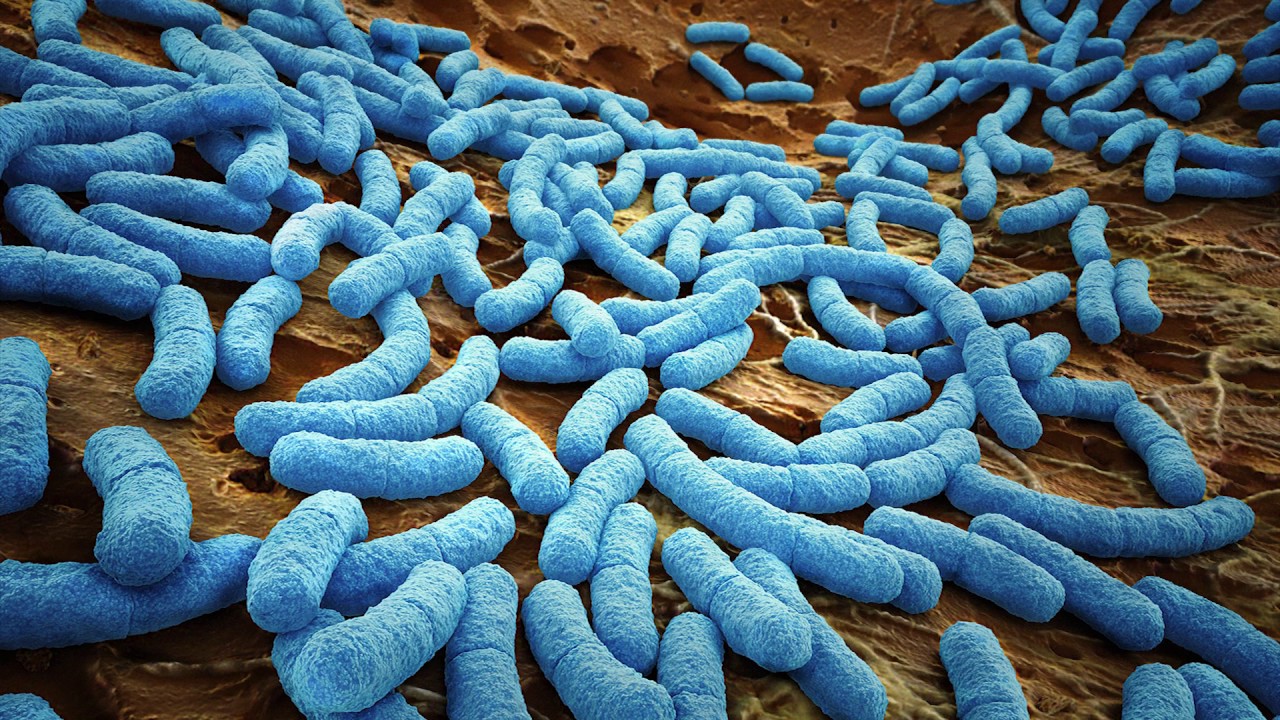 Сравнительная характеристики бактериальных и вирусных болезней thumbnail