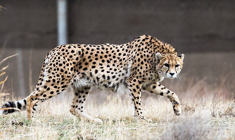12 самых быстрых животных в мире | New-Science.ru
