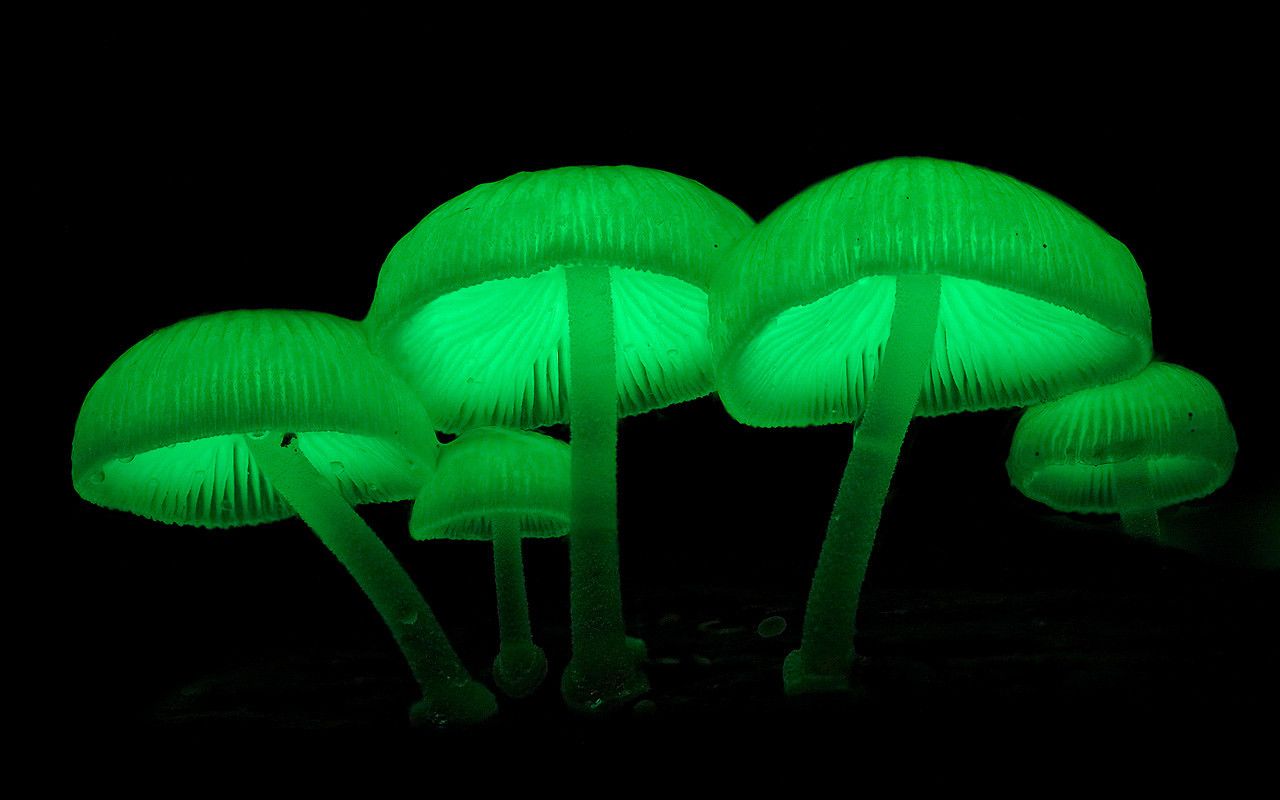 Как некоторые грибы светятся в темноте?