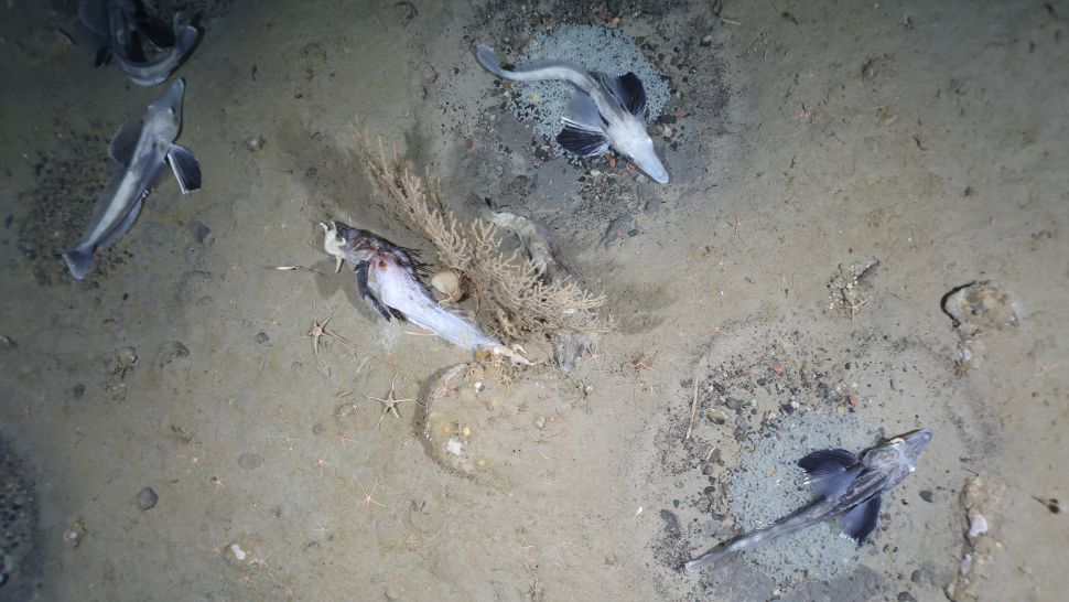 Антарктида: обнаружена гигантская гнездовая колония ледяной рыбы