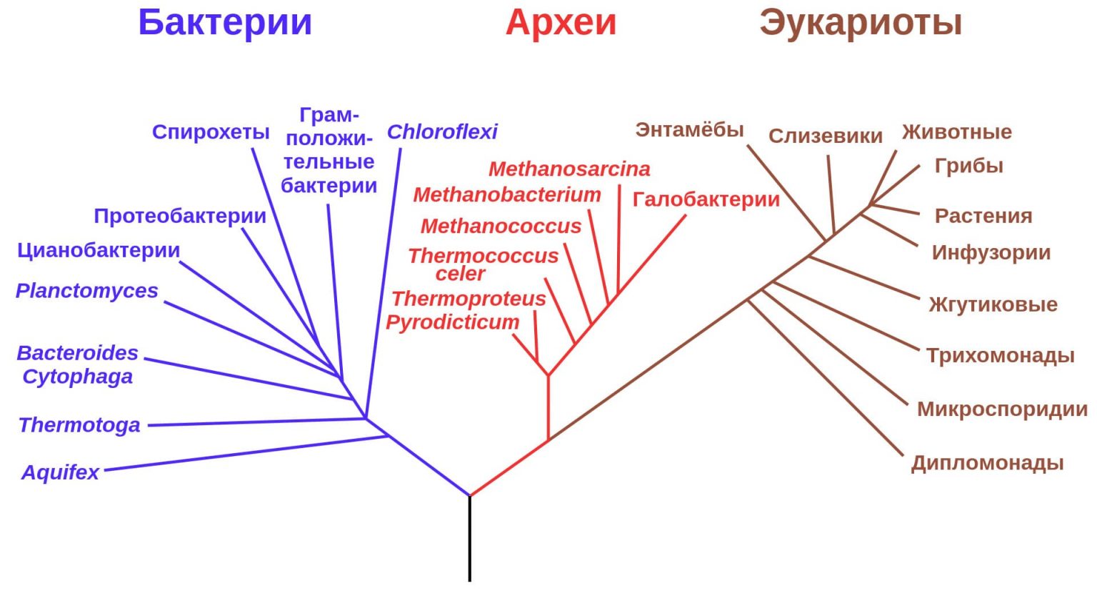 Используя диаграмму филогенетического древа назовите наиболее близкородственные организмы