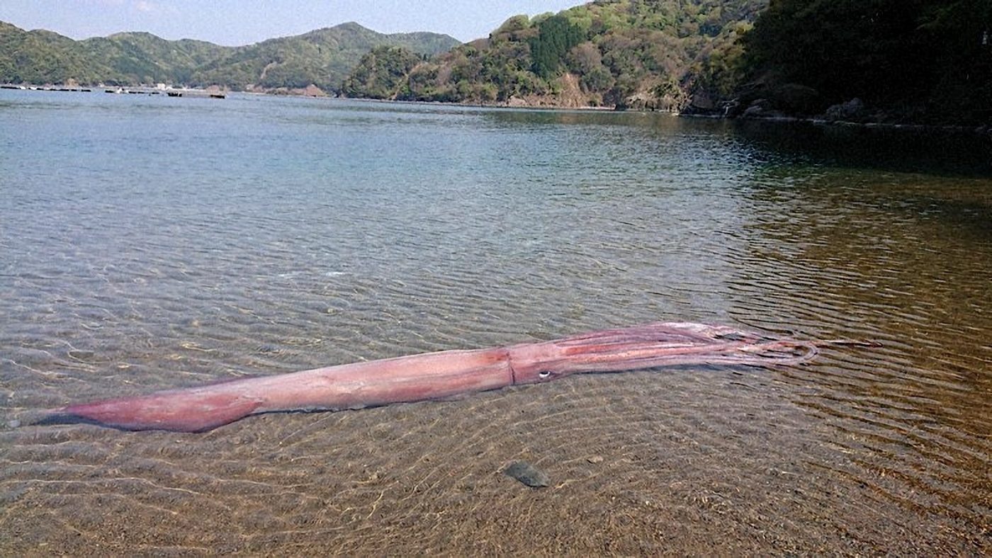 Гигантский кальмар длиной более 3 метров выброшен (живым) на японский пляж  | New-Science.ru