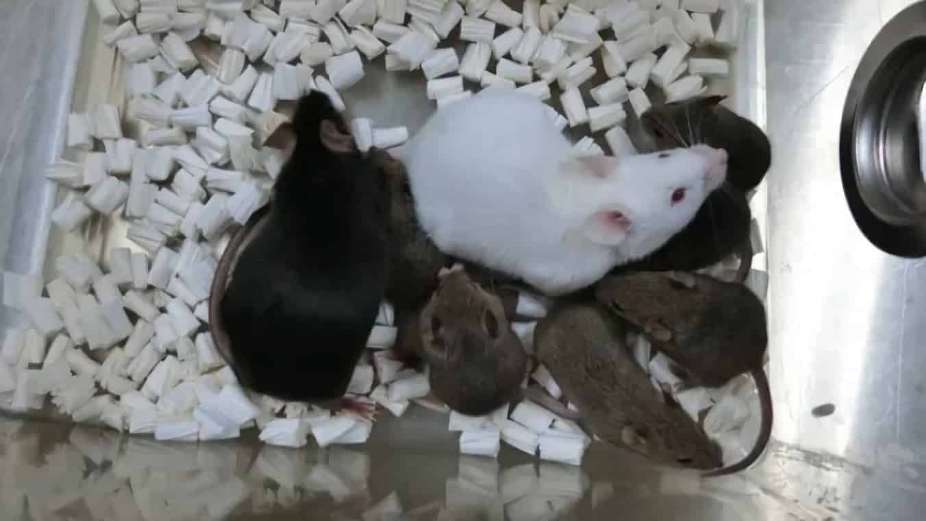 В лаборатории впервые созданы мыши из сублимированных клеток кожи