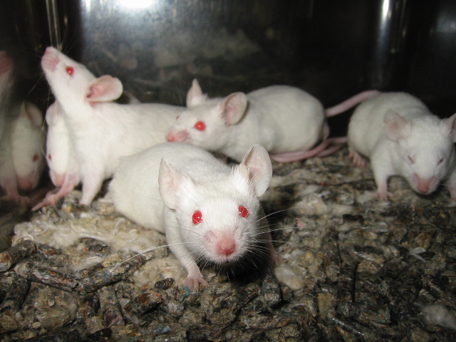 Впервые выращены цельные синтетические эмбрионы мыши