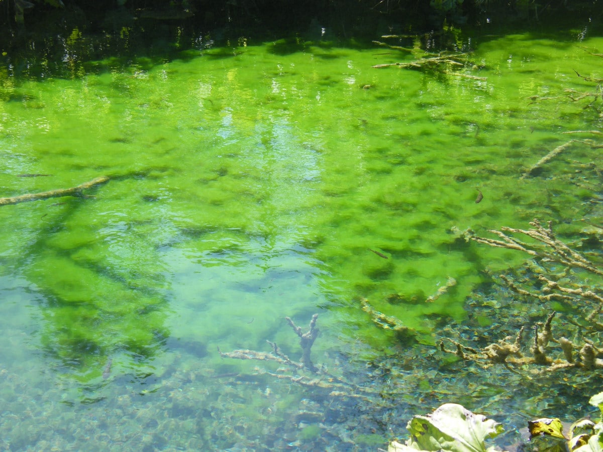 Вредное цветение цианобактерий в пресной воде усиливается с изменением климата