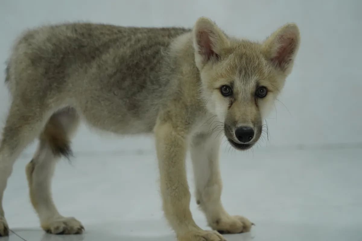 Китай представляет Майю, первого в мире клонированного арктического волка