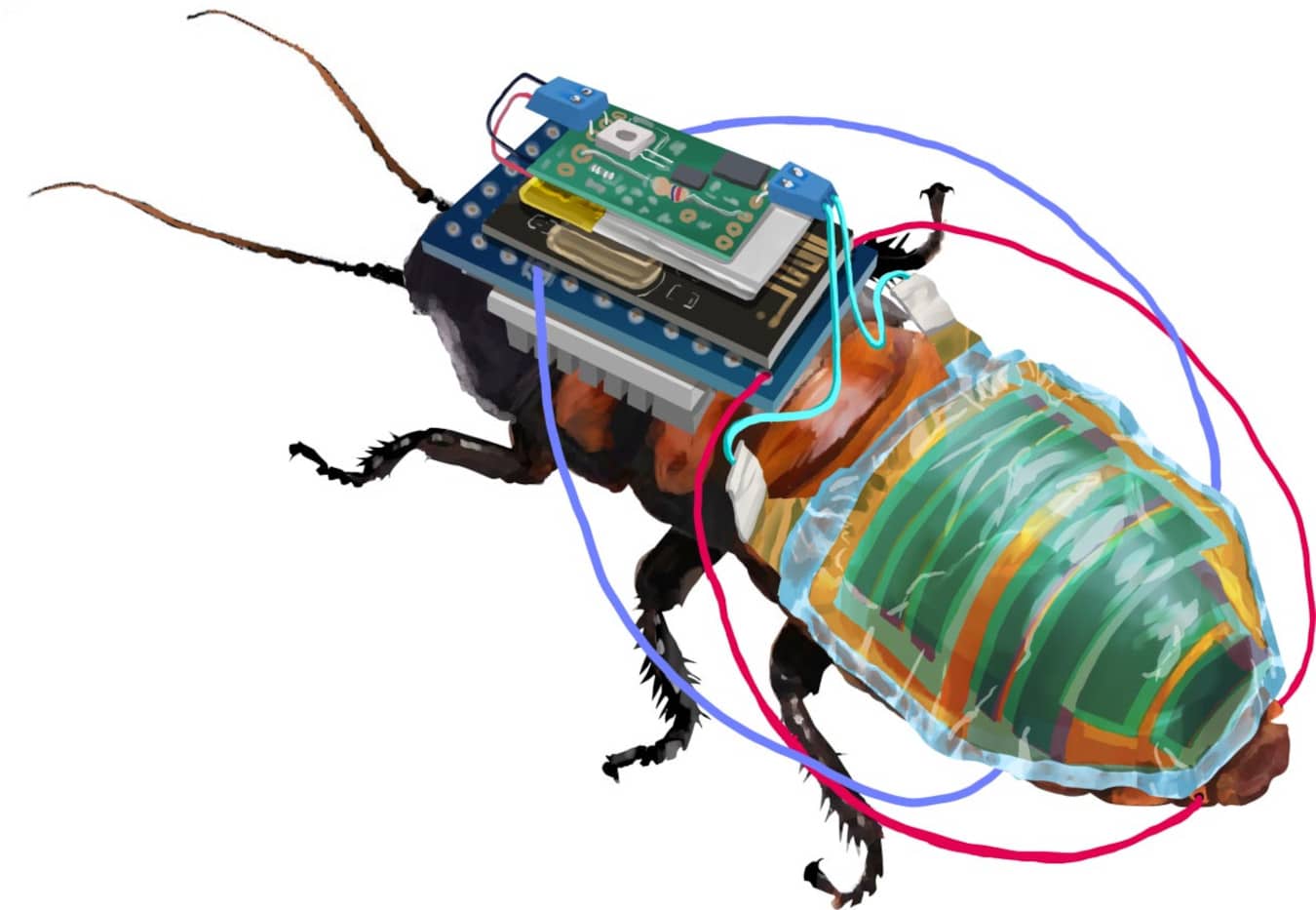 Дистанционно управляемые тараканы-киборги с самозаряжающимися батареями