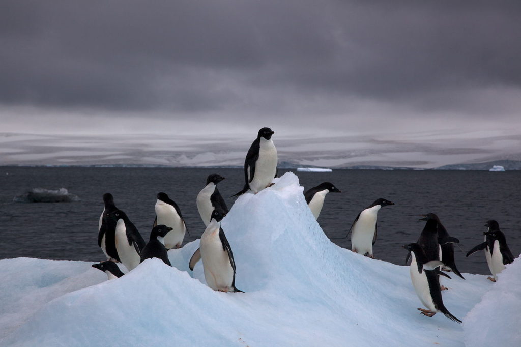 Действительно ли пингвины Адели обладают "самосознанием"?