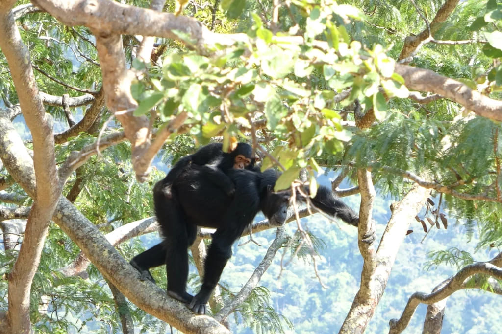 Исследование шимпанзе ставит под сомнение происхождение бипедальности человека