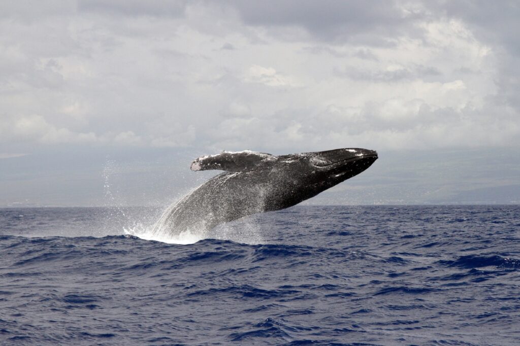 Этот горбатый кит преодолел 5 000 км со сломанной спиной