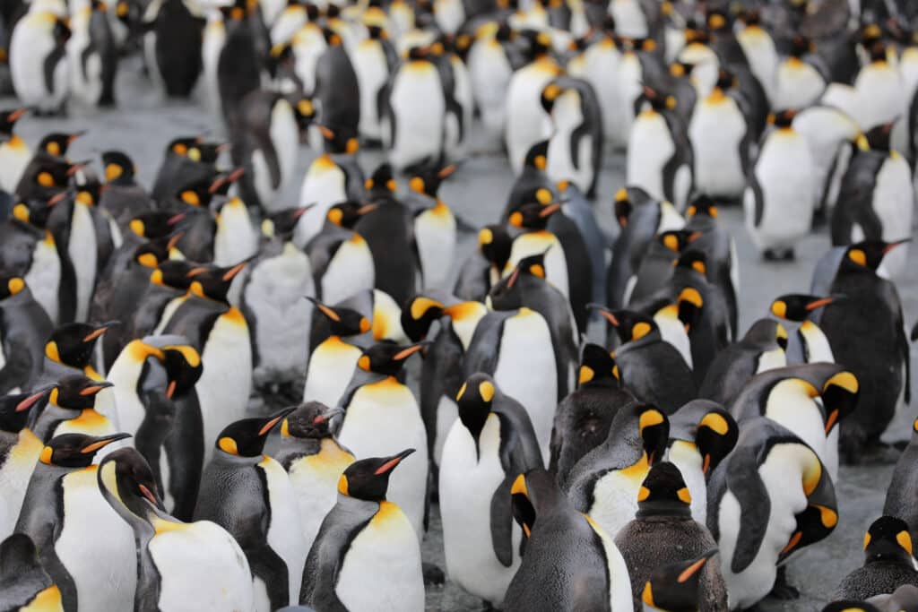 В Антарктиде обнаружена "скрытая" колония императорских пингвинов (из космоса)