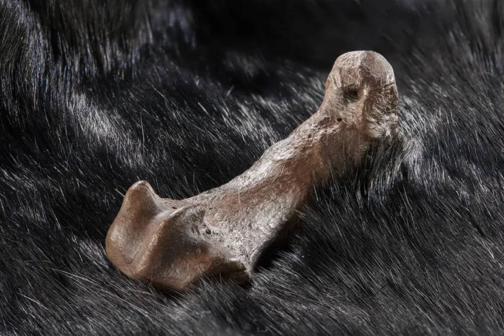 320 000 лет назад на пещерных медведей охотились ради их меха