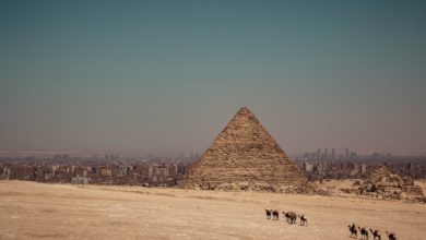 camels near Pyramid of Egypt during daytime