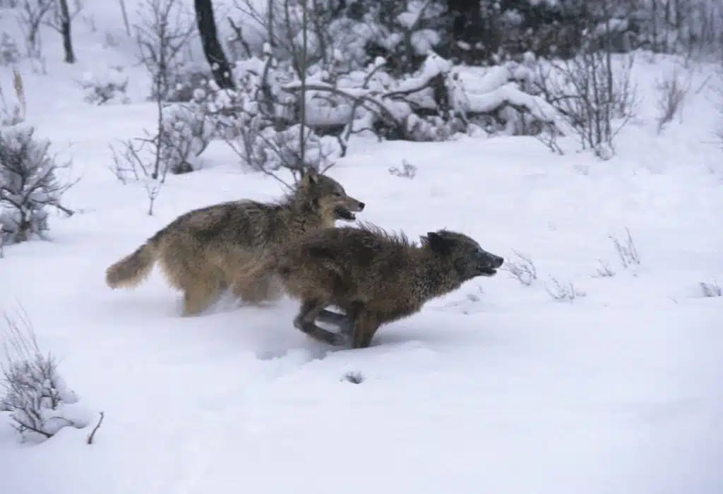 Это маленькое животное способно напугать стаю волков