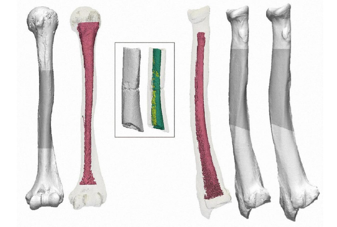 Самые древние «человеческие окаменелости», обнаруженные в Японии... не являются людьми