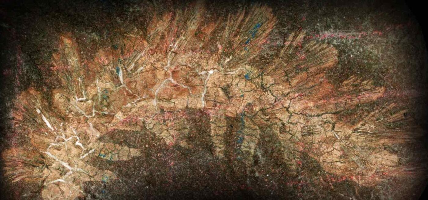 Окаменелость, забытая в музее Гарварда, раскрыла тайны ранней эволюции