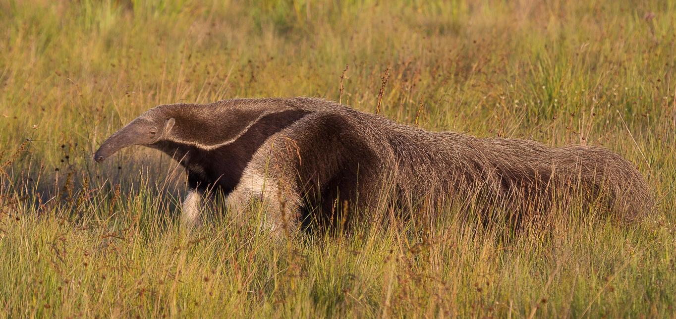 Млекопитающие превращались в муравьедов как минимум 12 раз со времен динозавров