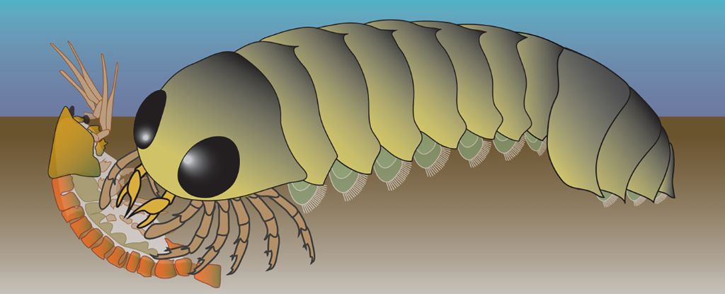 500-миллионолетняя окаменелость указывает на морское происхождение пауков