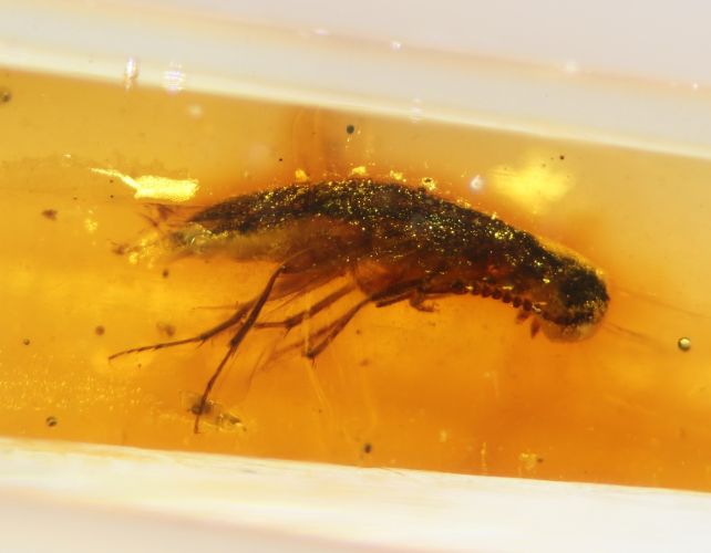 Учёные впервые нашли в Южной Америке янтарь с насекомыми мезозойской эры