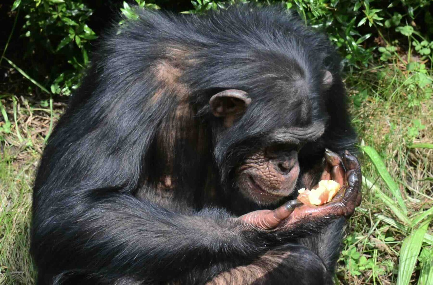 Диета шимпанзе включает ежедневную дозу алкоголя, выяснили биологи