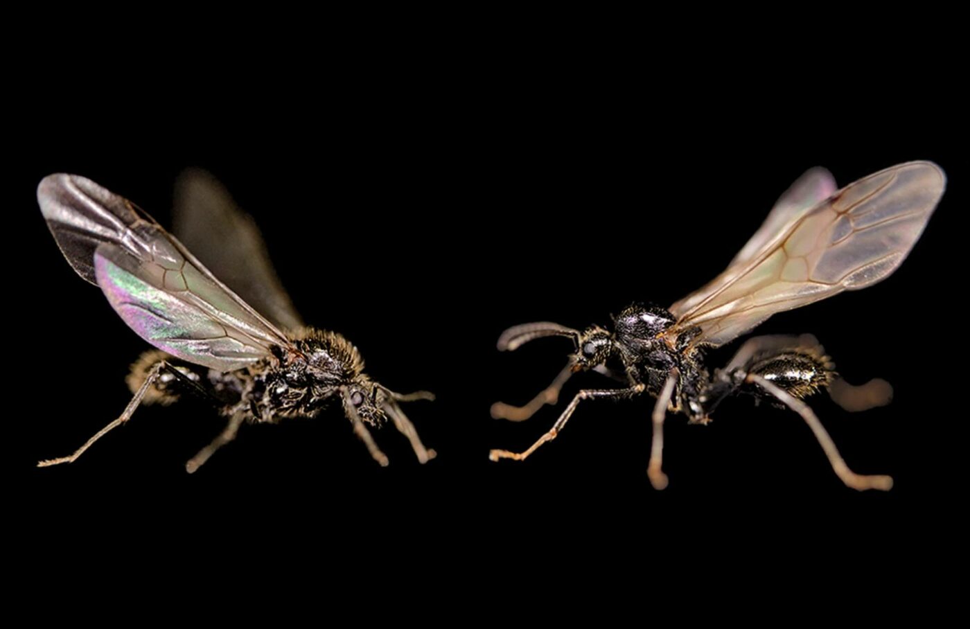 Королевы муравьёв используют поразительную способность к «клонированию», чтобы производить на свет два абсолютно разных вида