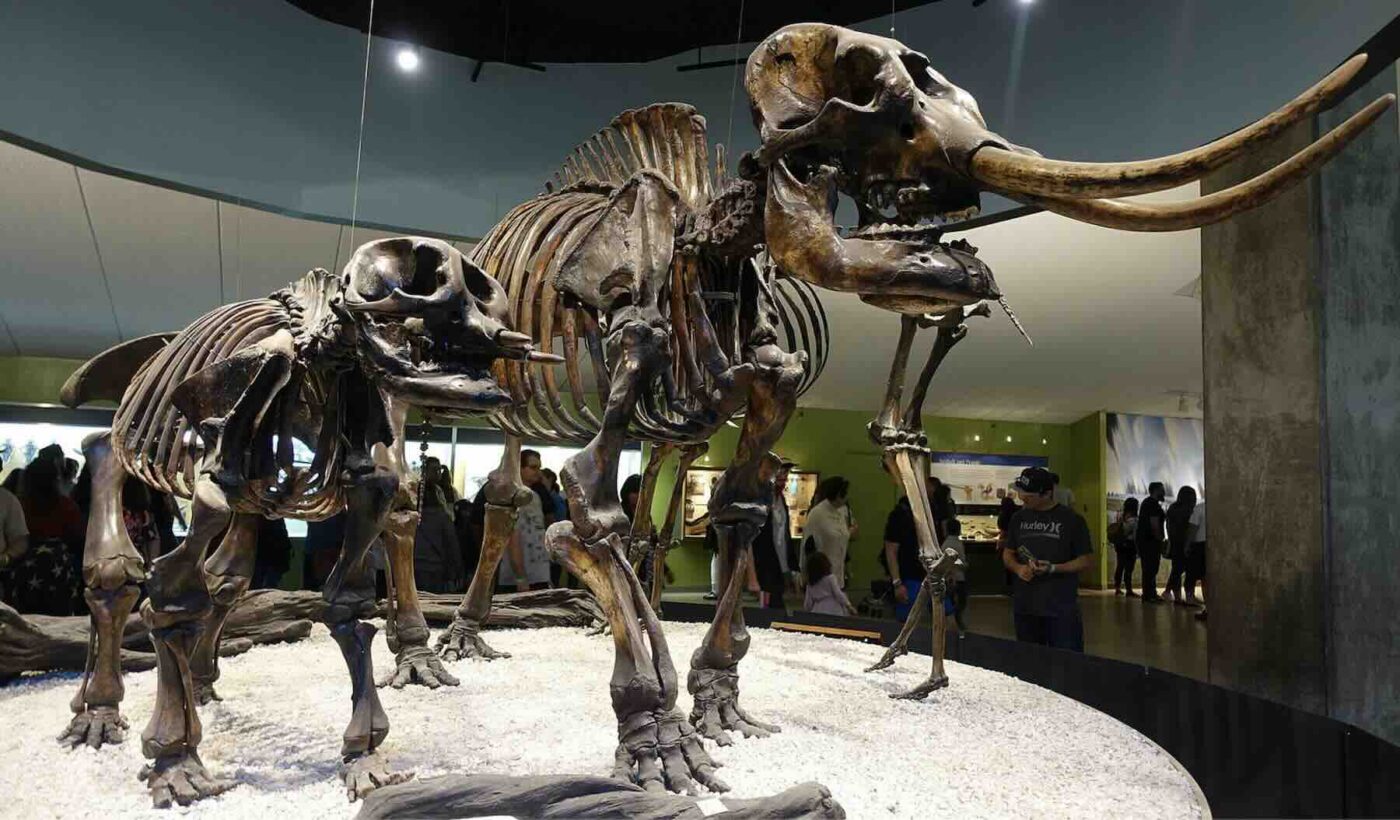 Древняя ДНК раскрыла сложную миграцию и скрещивание мастодонтов в ледниковый период