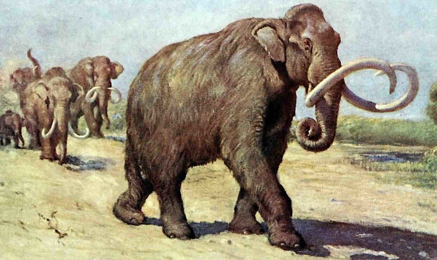 Генетическое исследование переворачивает представления об эволюции мамонтов