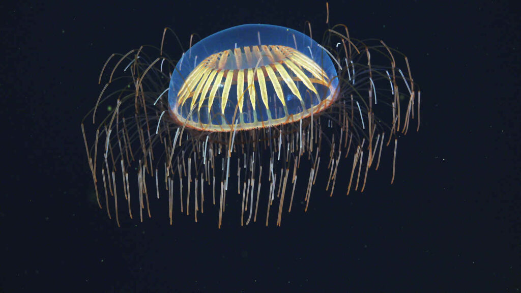 Ученые создали первые в мире биологические кубиты из флуоресцентных белков