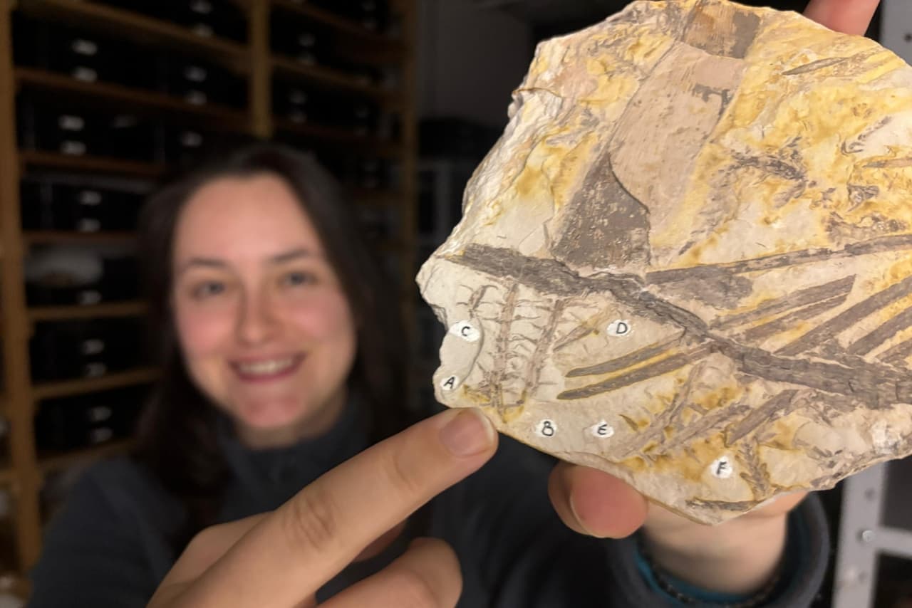 Ученые нашли редкие споры в окаменелости с древнего суперконтинента Гондвана