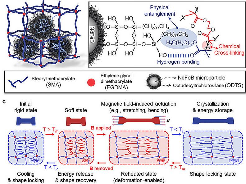 Учёные создали искусственную мышцу, которая поднимает в 4000 раз больше собственного веса