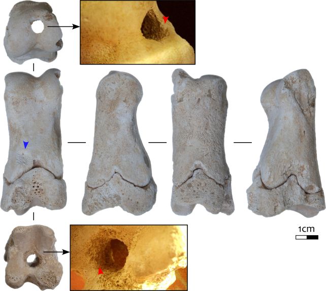 Древнеегипетская охрана использовала костяные свистки 3300 лет назад, выяснили археологи