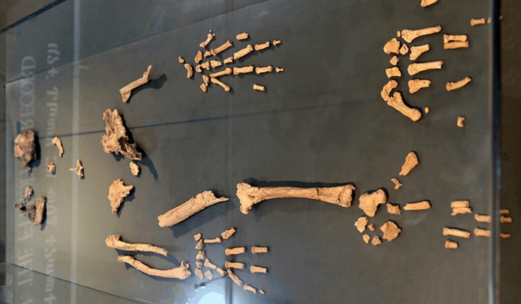 Древняя лодыжка возрастом 4,4 миллиона лет проливает свет на происхождение человека