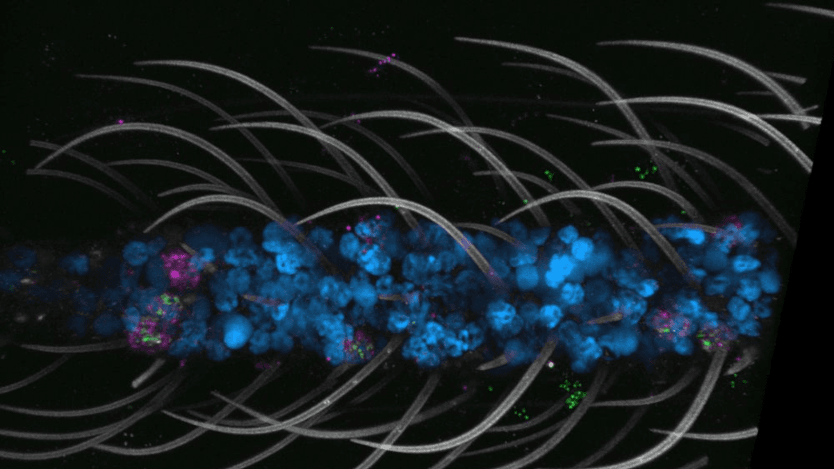 Учёные создали первый в мире клеточный атлас самого опасного комара