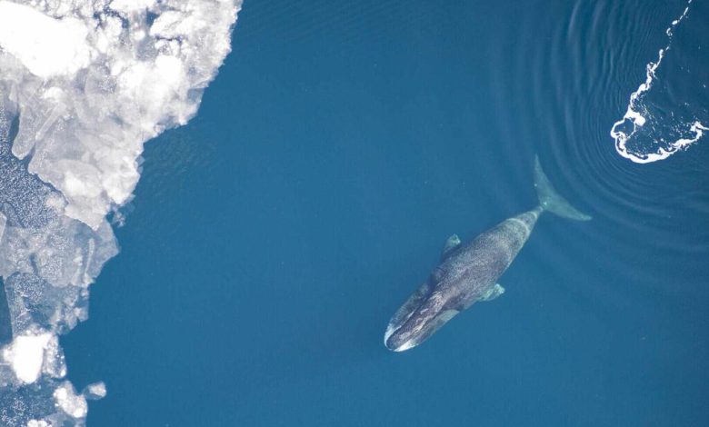 Ученые раскрыли секрет долголетия гренландский кита, живущего  до 200 лет Ученые раскрыли секрет долголетия гренландский кита, живущего  до 200 лет