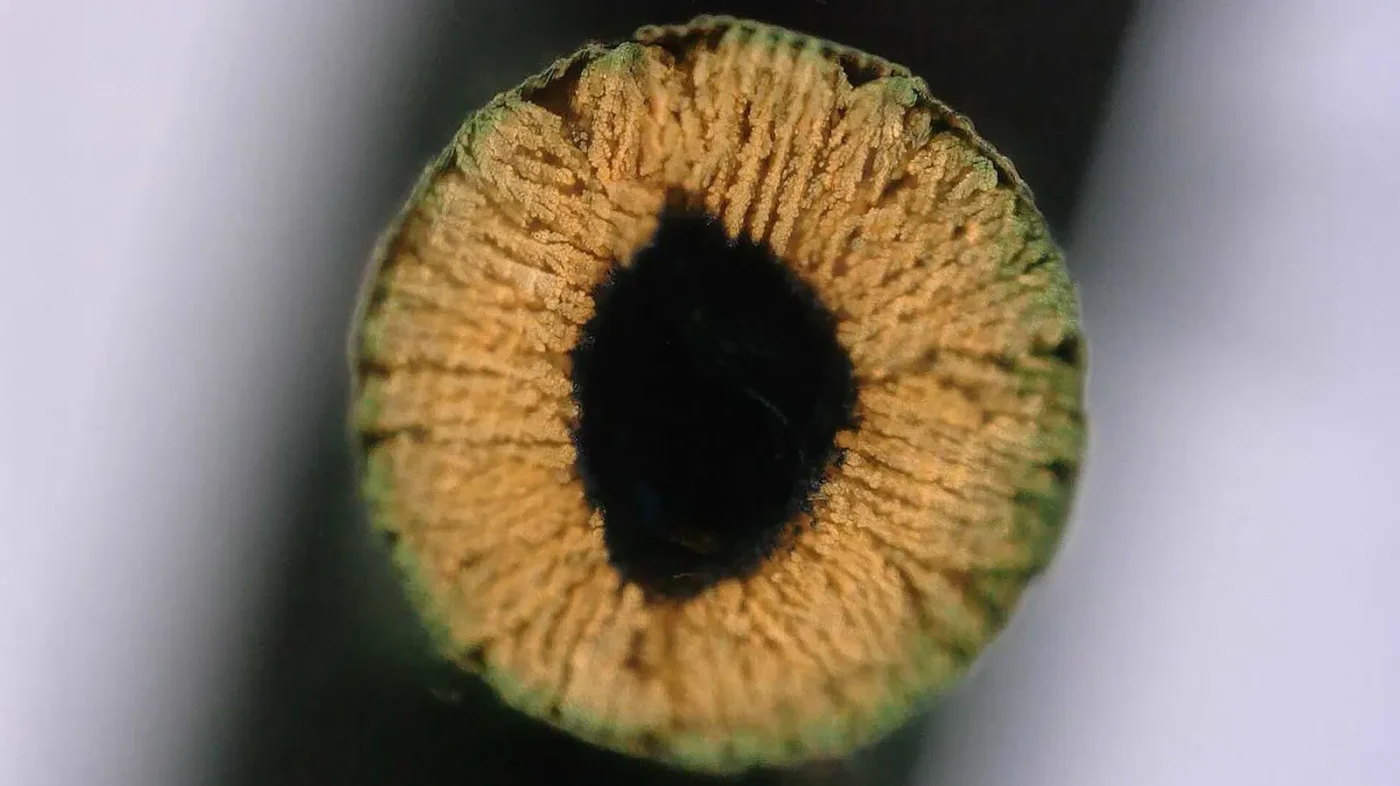 Учёные вырастили металл крепче стали в 20 раз