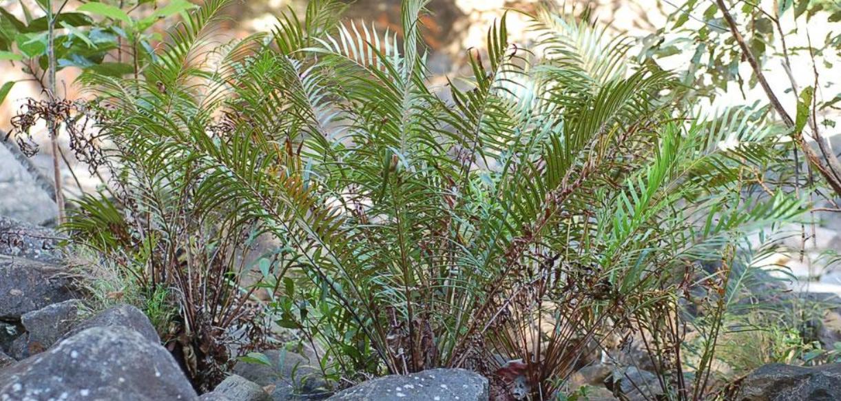 В Китае открыли новый биологический метод добычи редкоземельных элементов