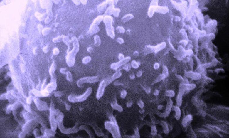 Исследователи нашли клетки иммунной системы, замедляющие старение