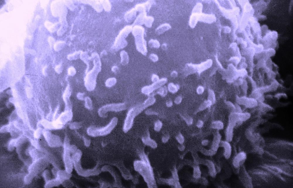 Учёные открыли уникальные иммунные клетки, способные замедлять старение