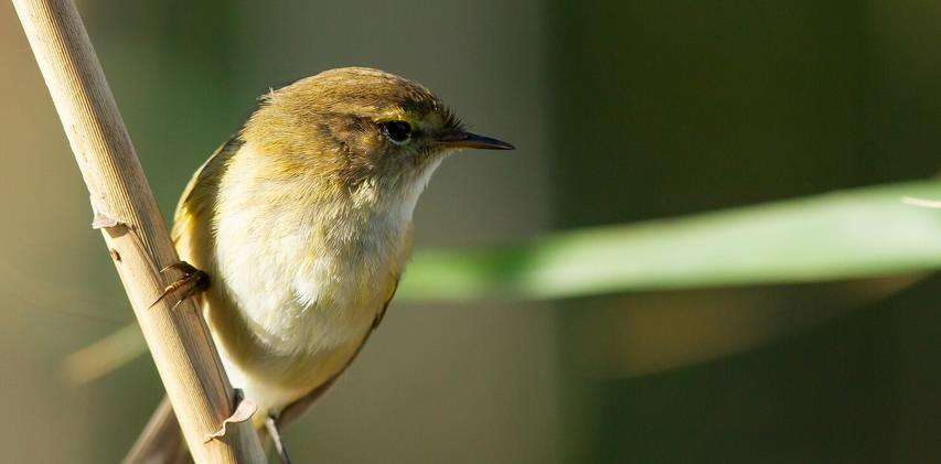 Исследование показало, почему птицы так нетерпеливо поют на рассвете