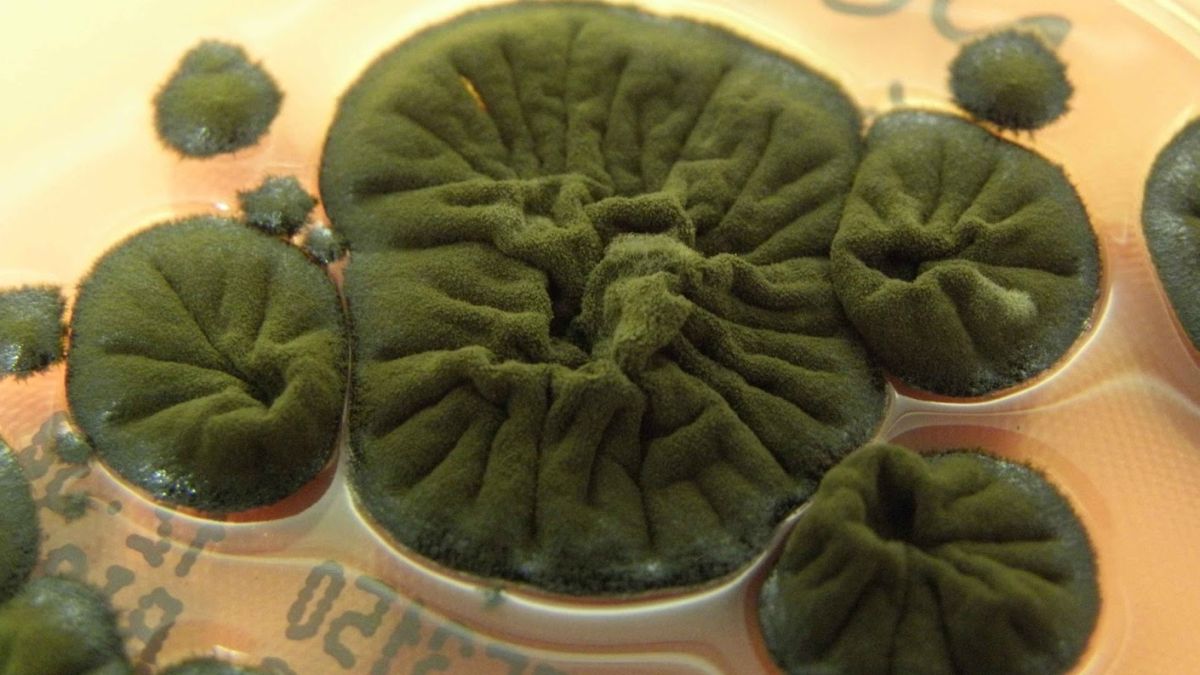 Ученые исследуют загадочную способность чернобыльского грибка процветать в условиях радиации