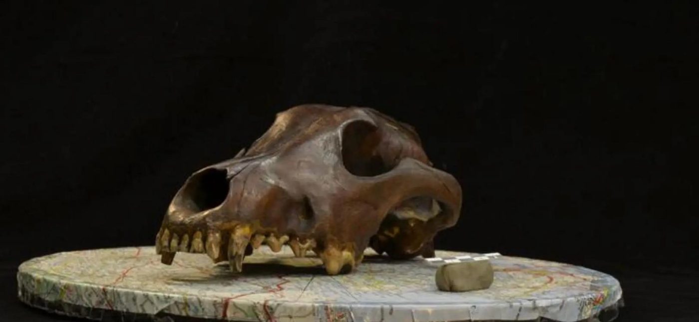 Исследование показало, что древние собаки были удивительно разнообразны