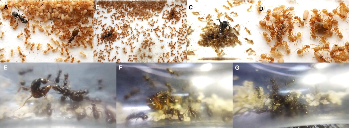 Учёные зафиксировали, как муравьиная матка-паразит заставляет рабочих убить их собственную мать с помощью "химического оружия"