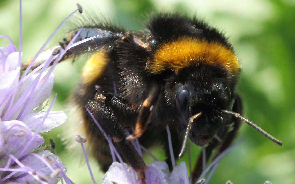 Шмели продемонстрировали способность различать «точки» и «тире» в эксперименте, вдохновлённом азбукой Морзе
