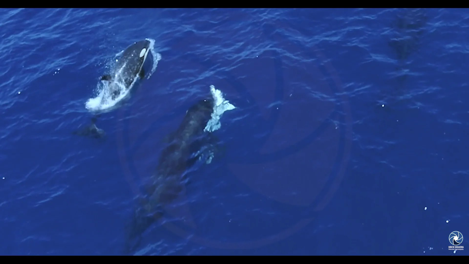 Большие белые акулы столкнулись с новым врагом у мексиканского побережья