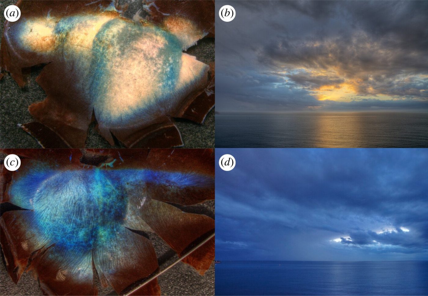 Глаза оленя творят нечто невероятное, когда приходит зима