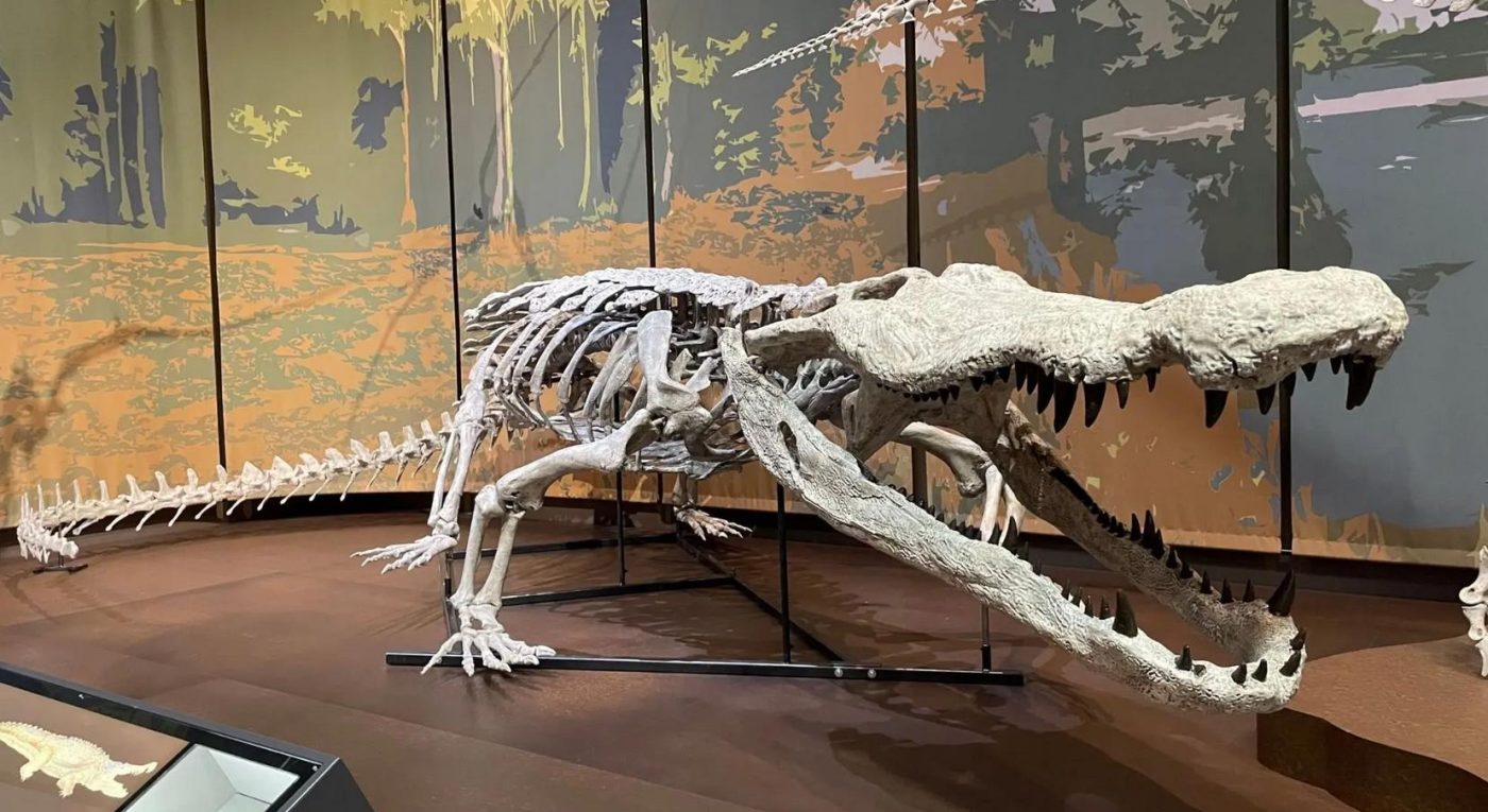 Гигантский хищник мелового периода: музей в Джорджии показал уникальный скелет доисторического крокодила
